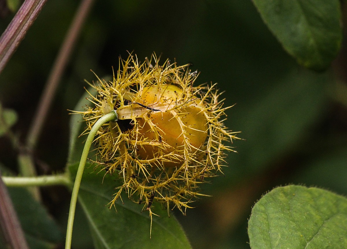 綠道邊上之龍珠果