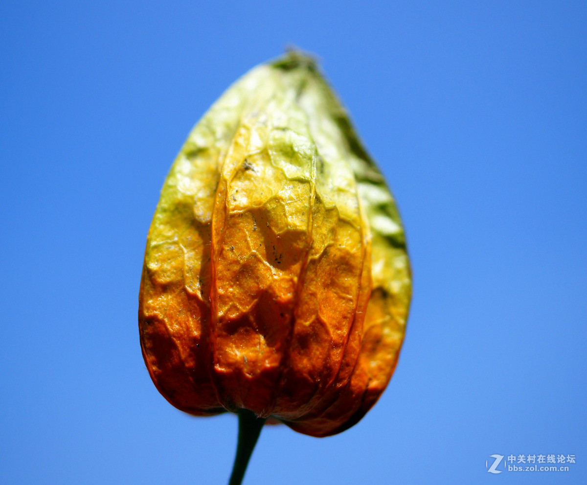 铃铛花