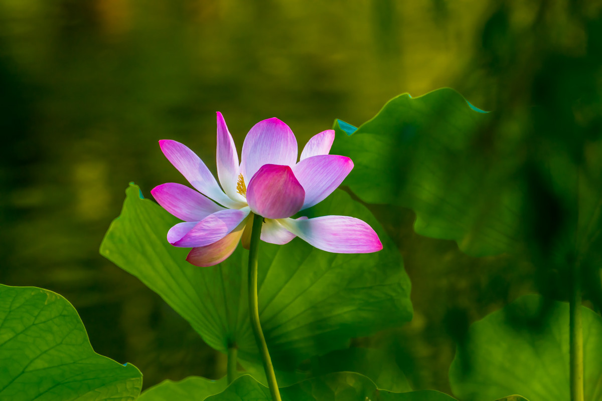 暑夏荷花