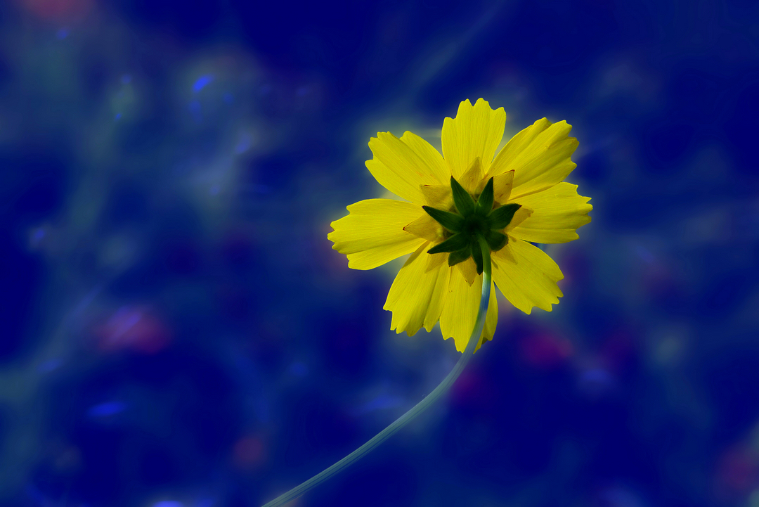 格桑花与金鸡菊