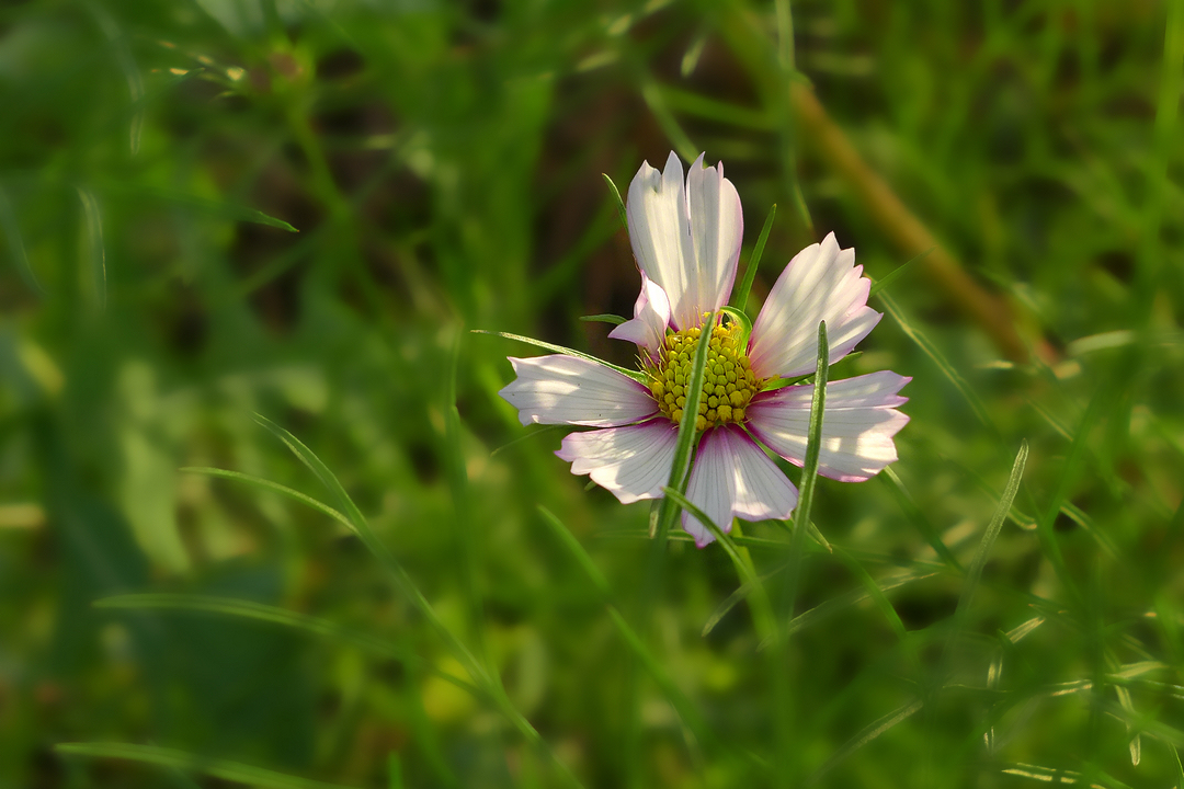 格桑花与金鸡菊