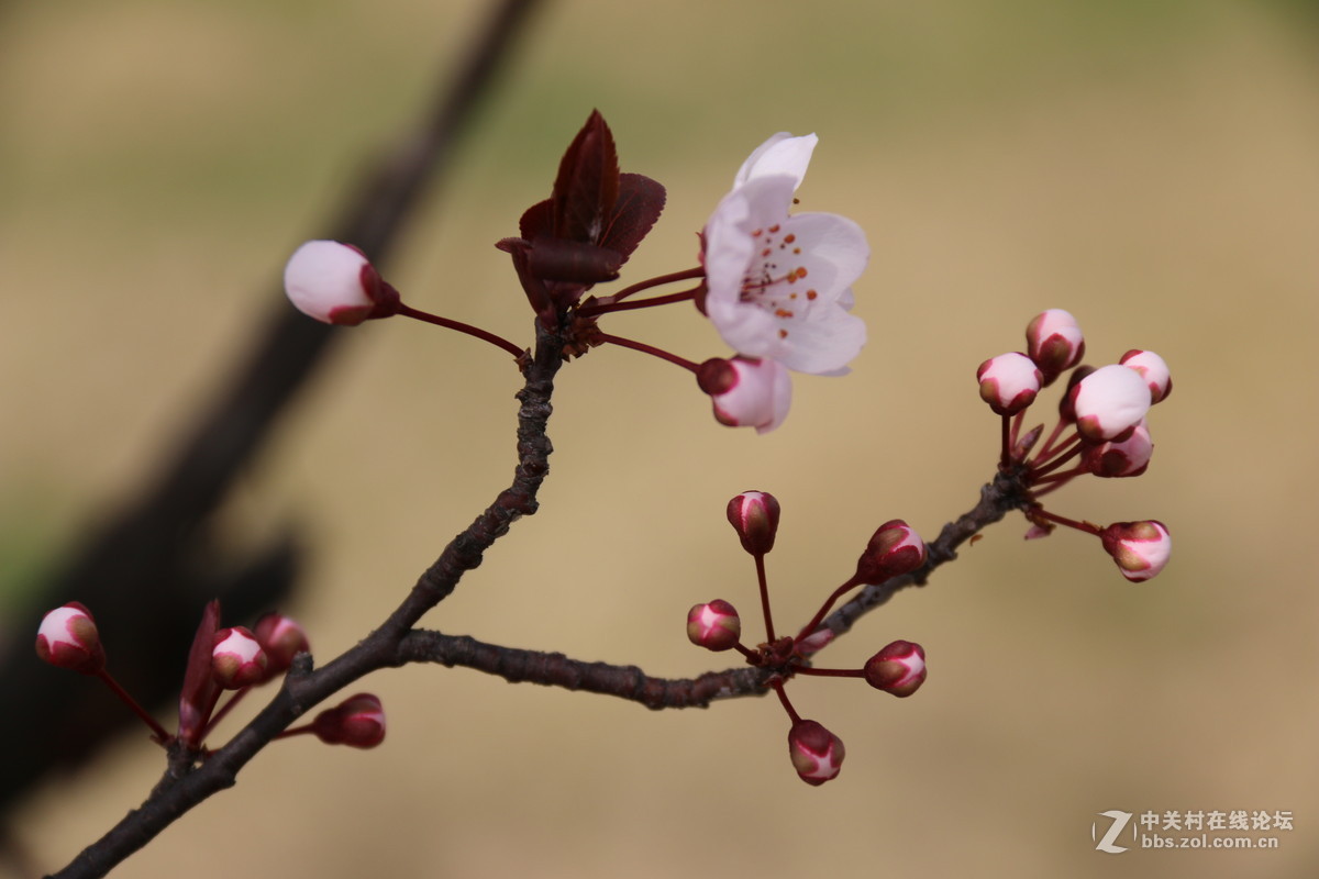 什么花都有