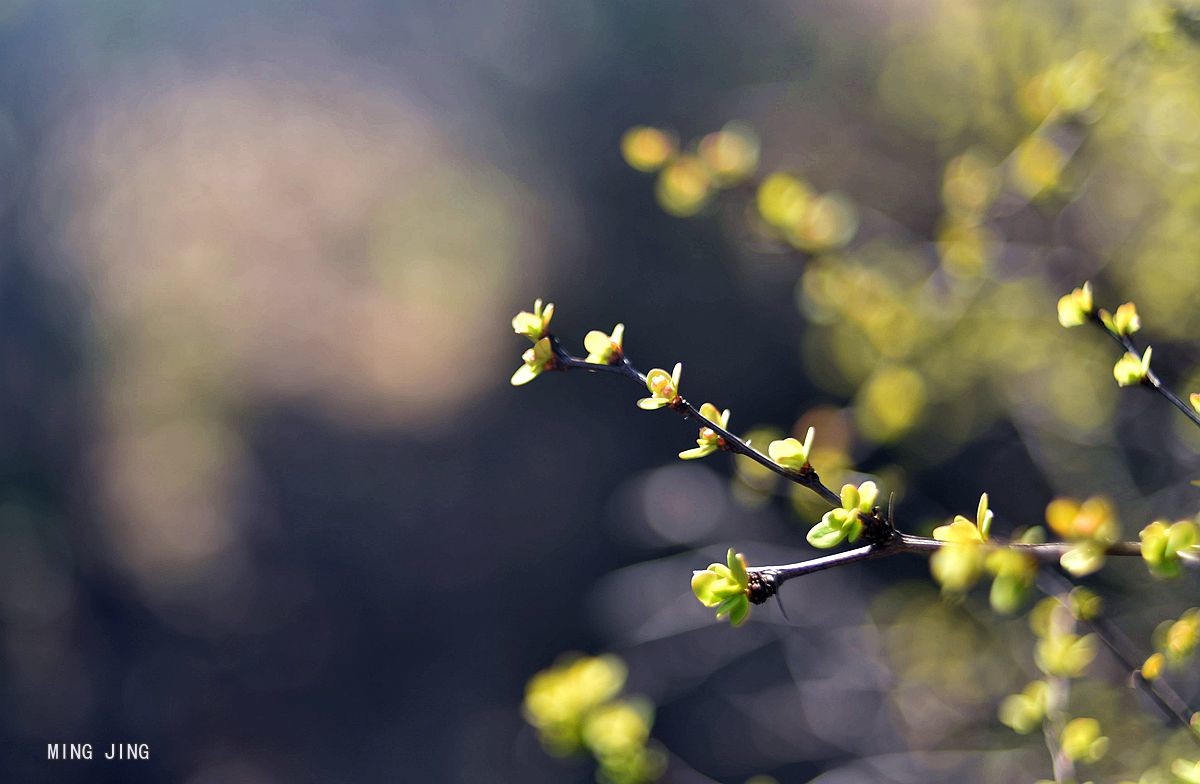 2020   迎春、春来！