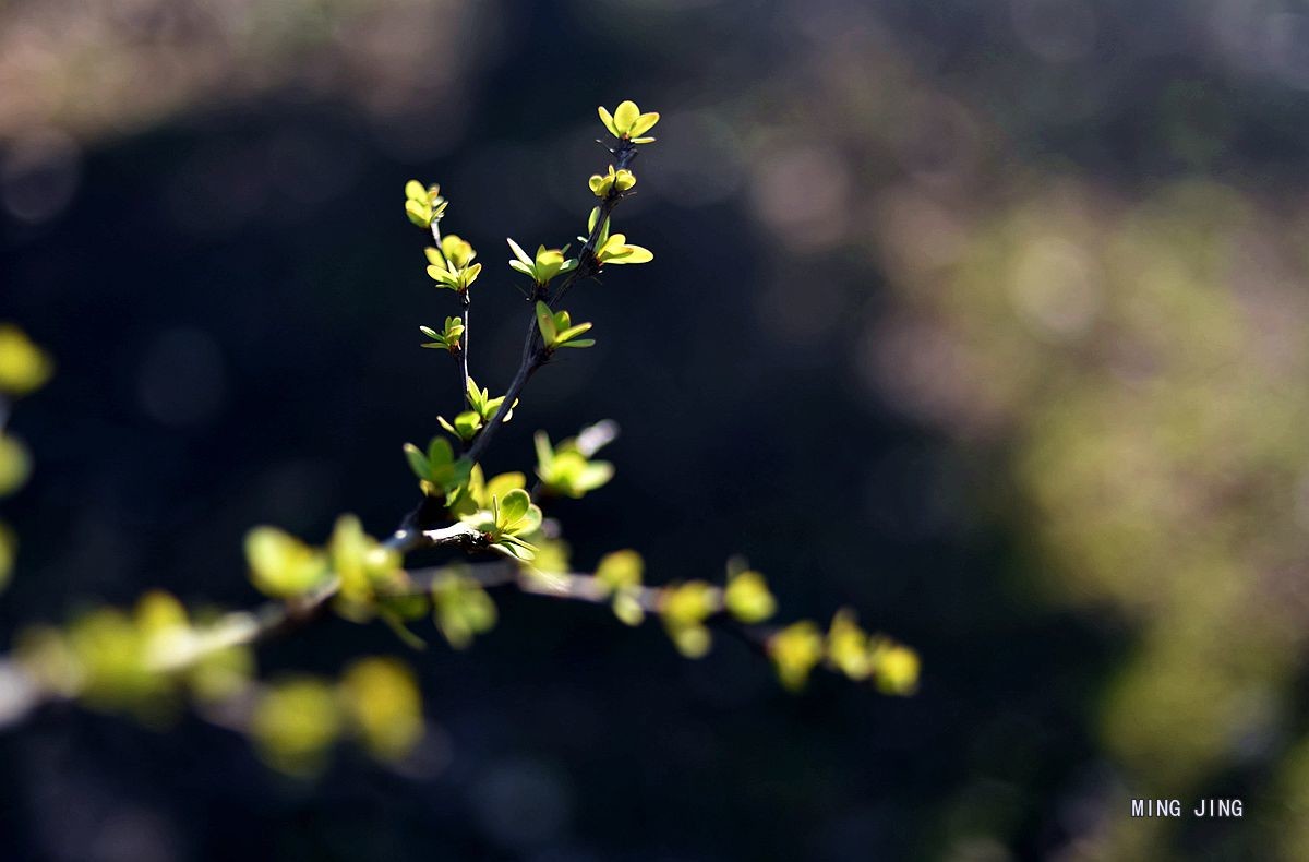 2020   迎春、春来！