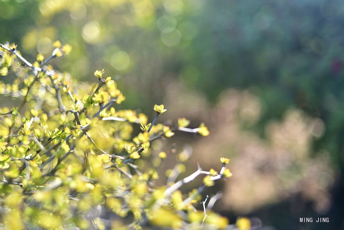 2020   迎春、春来！