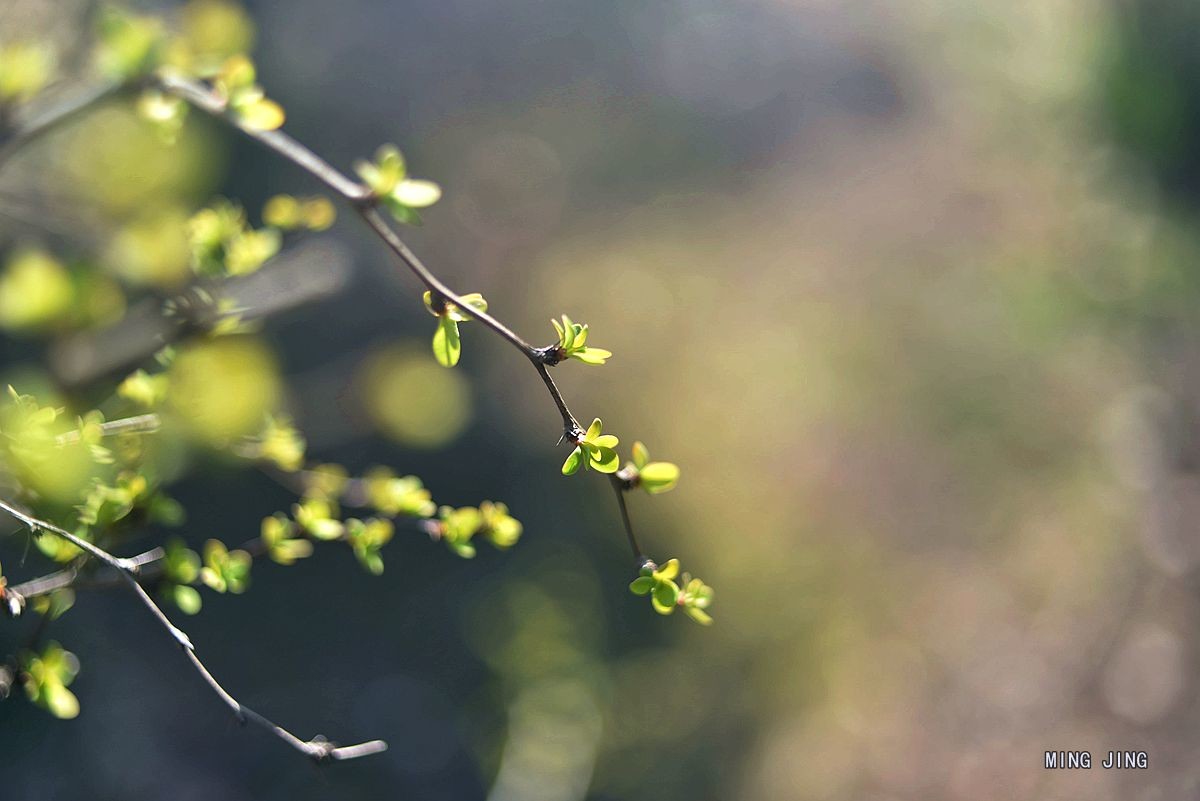 2020   迎春、春来！