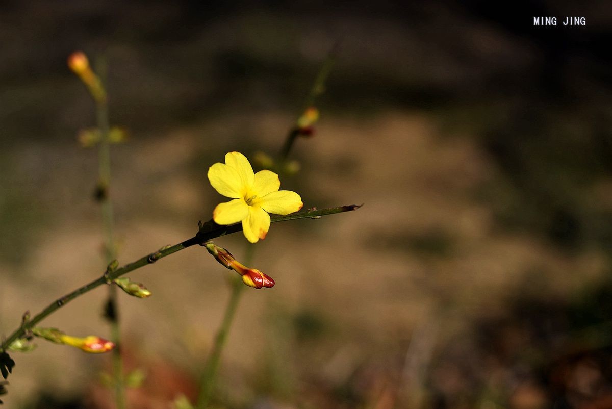 2020   迎春、春来！