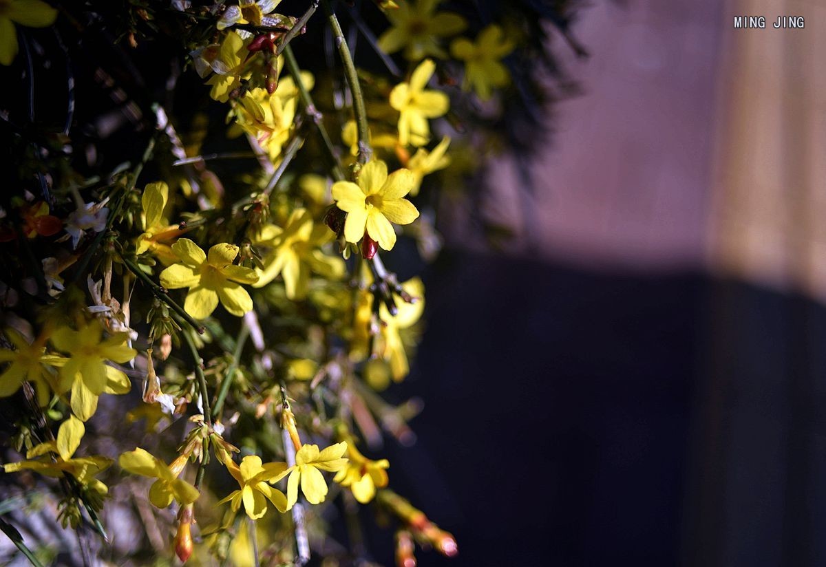 2020   迎春、春来！