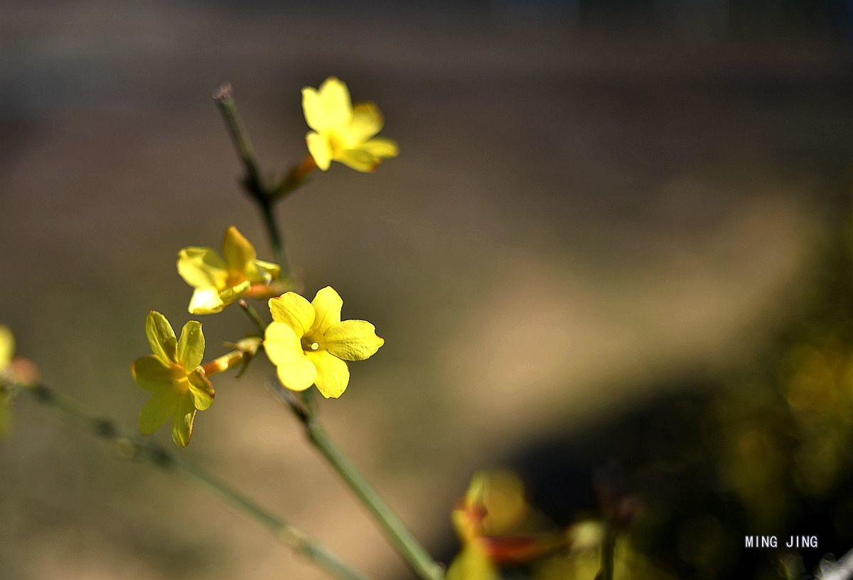 2020   迎春、春来！