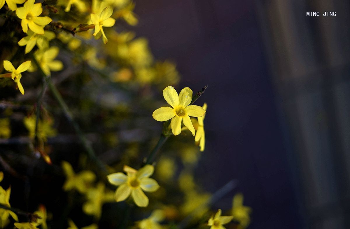 2020   迎春、春来！