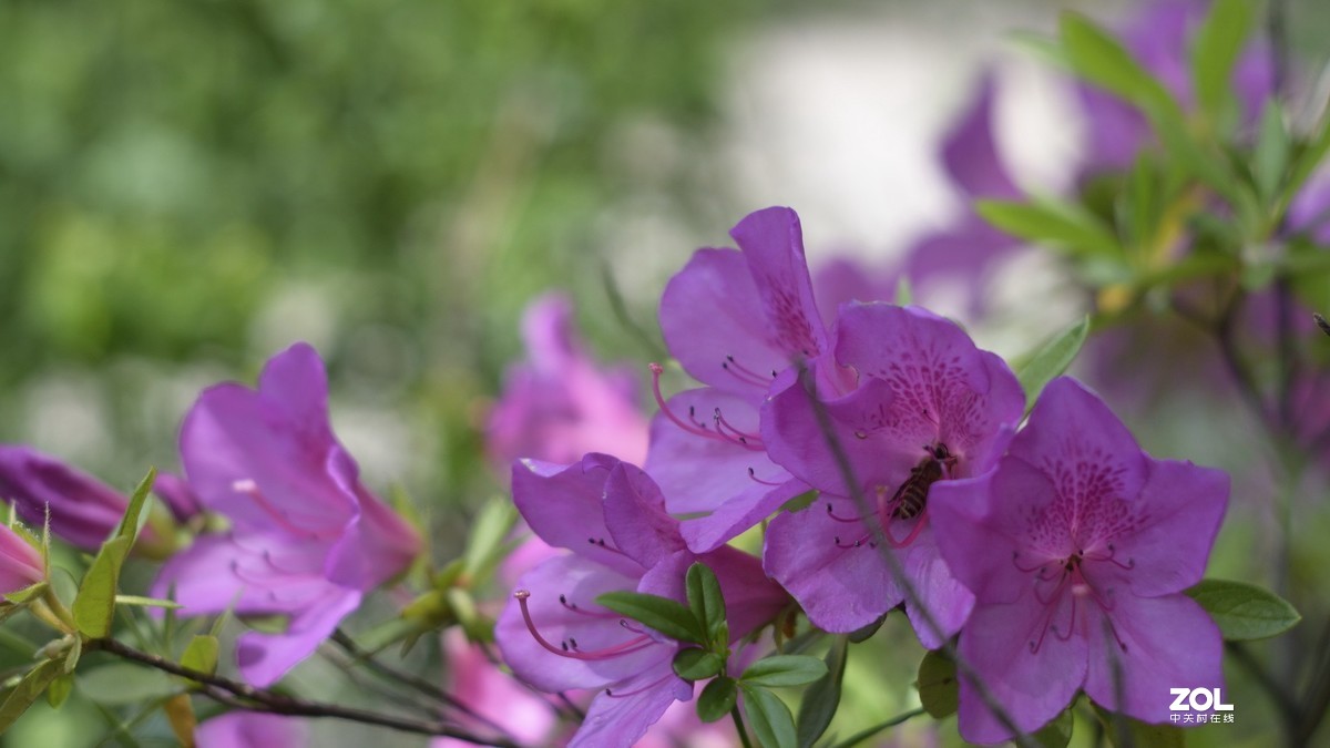 D3300 永诺50 1.8 和35 2.0  招蜂引蝶