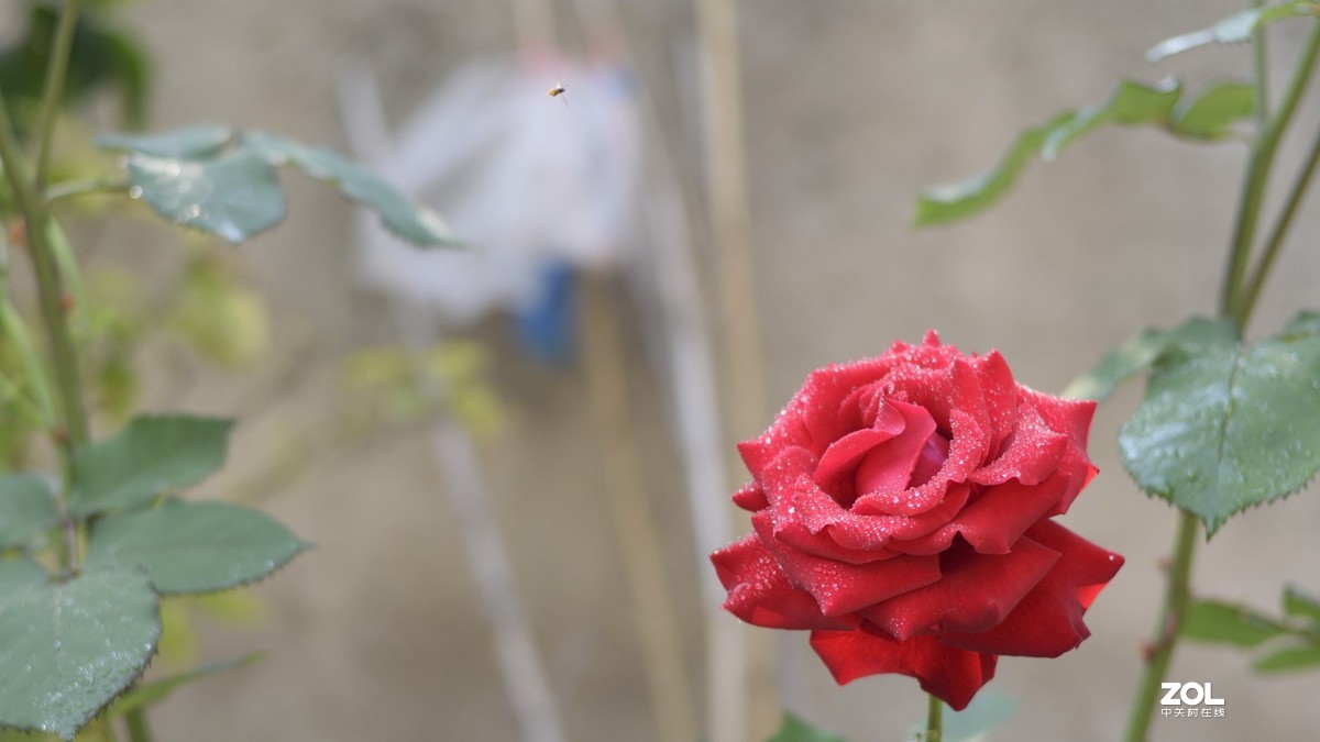 D3300 永诺50 1.8 和35 2.0  招蜂引蝶