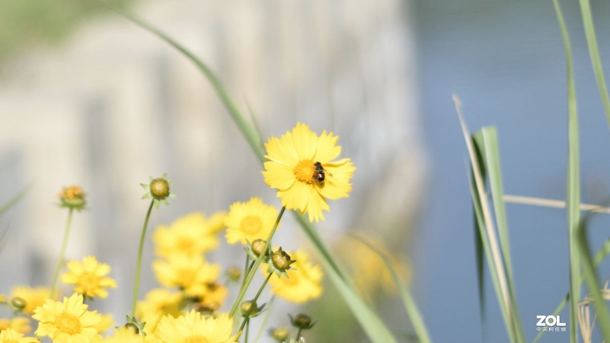 D3300 永诺50 1.8 和35 2.0  招蜂引蝶