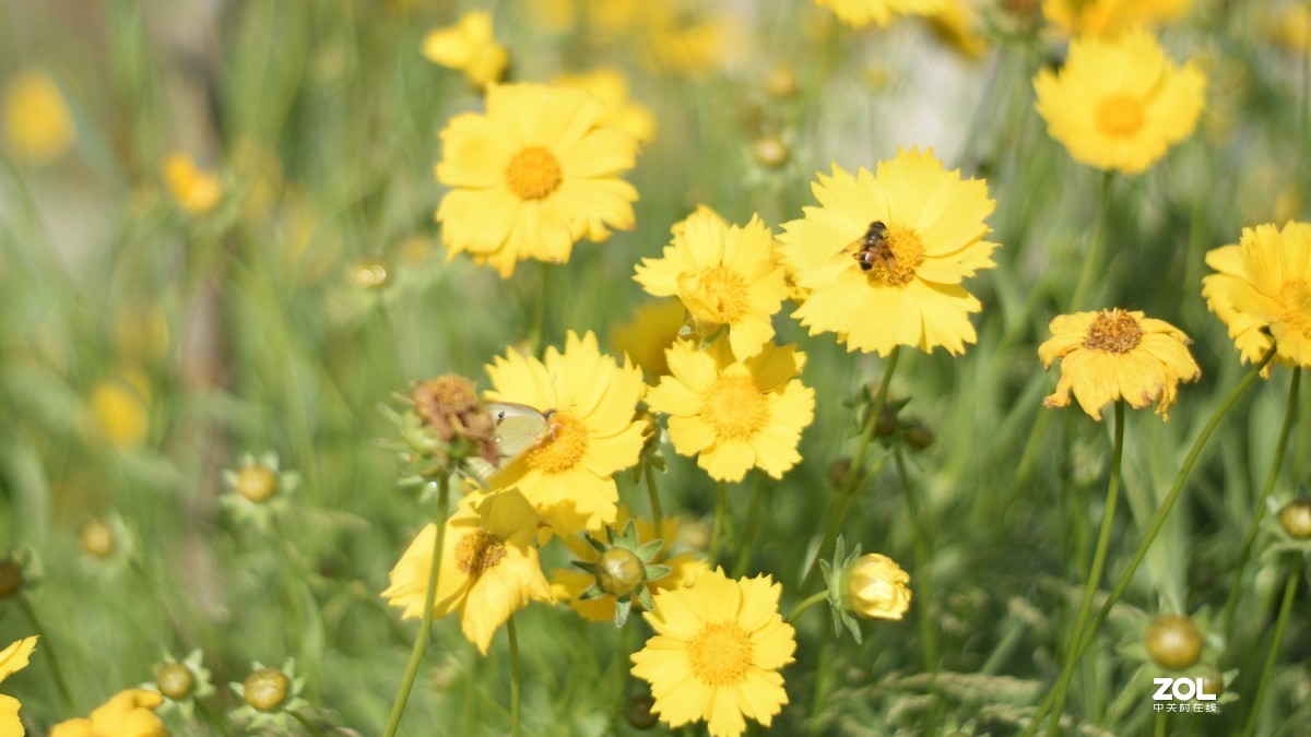 D3300 永诺50 1.8 和35 2.0  招蜂引蝶