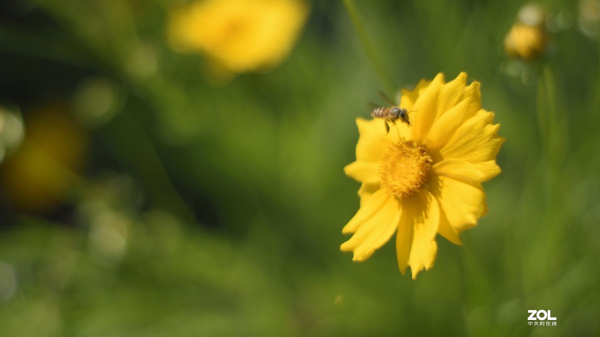 D3300 永诺50 1.8 和35 2.0  招蜂引蝶