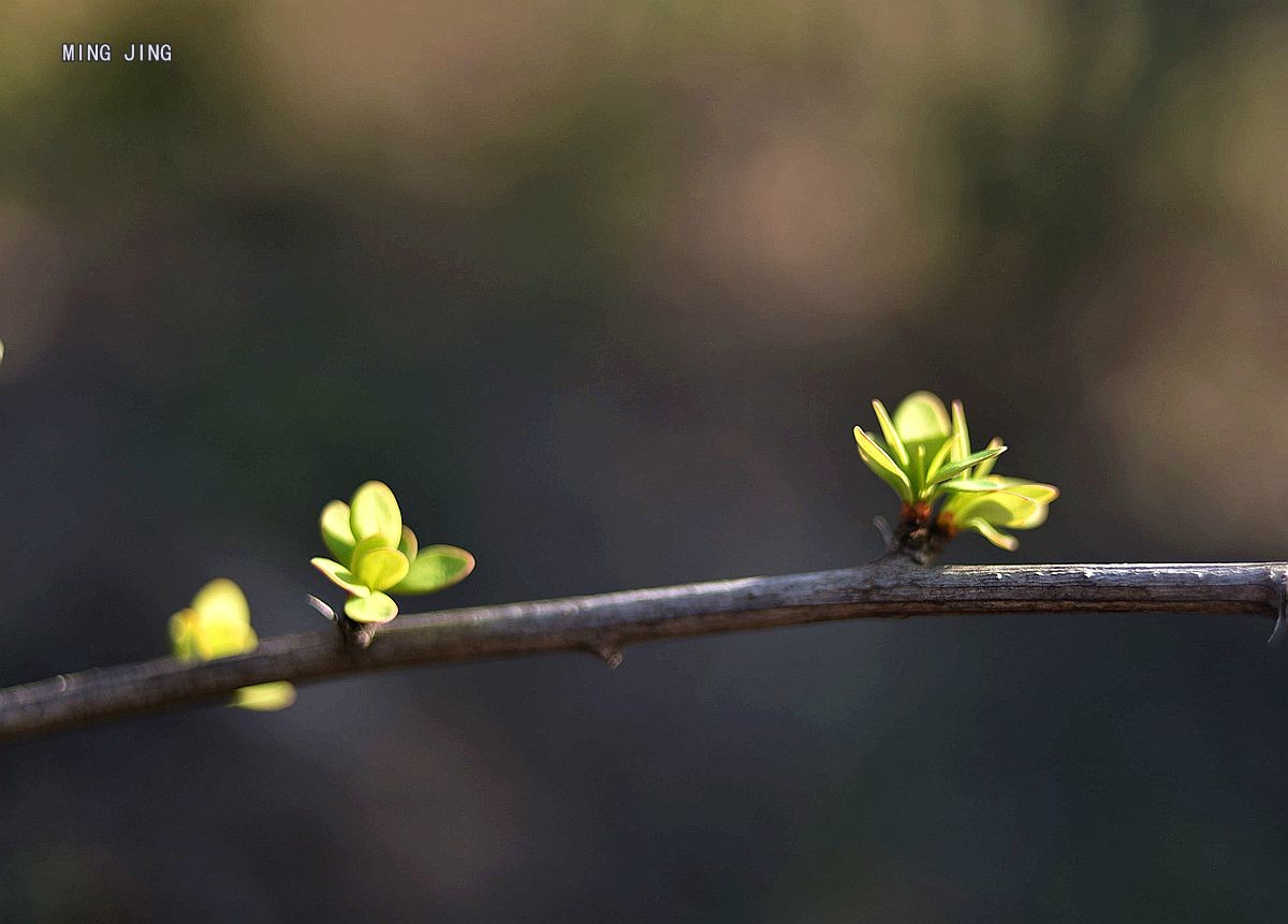 2020   迎春、春来！
