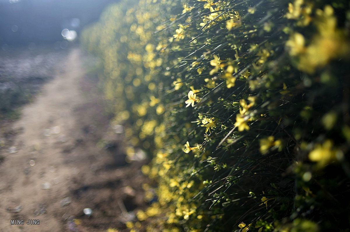 2020   迎春、春来！