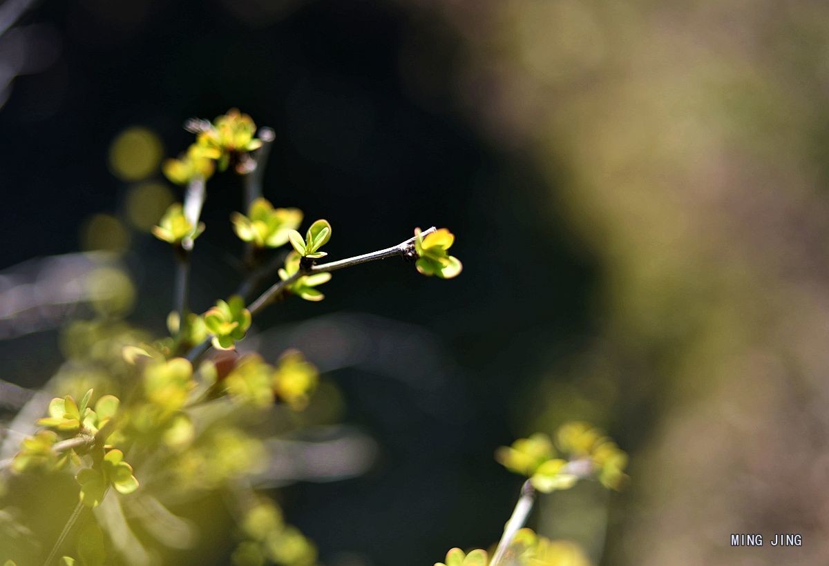 2020   迎春、春来！