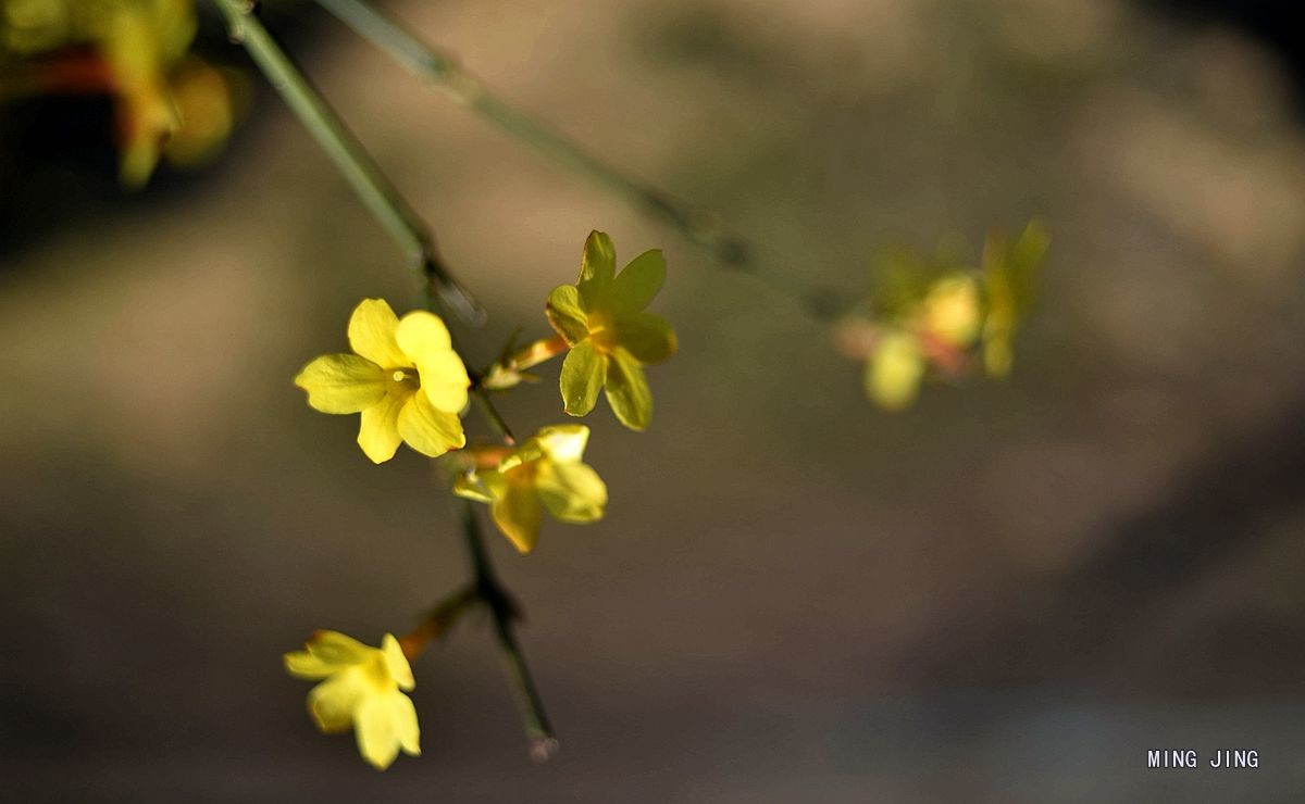 2020   迎春、春来！