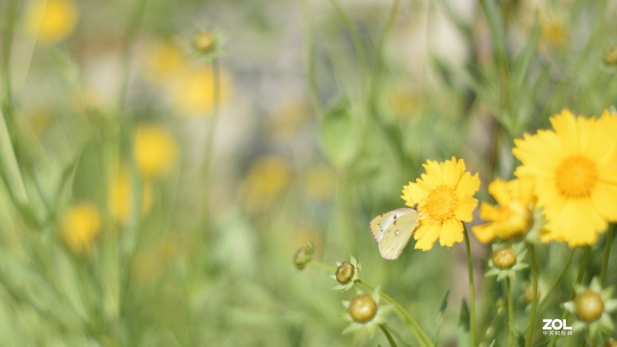 D3300 永诺50 1.8 和35 2.0  招蜂引蝶