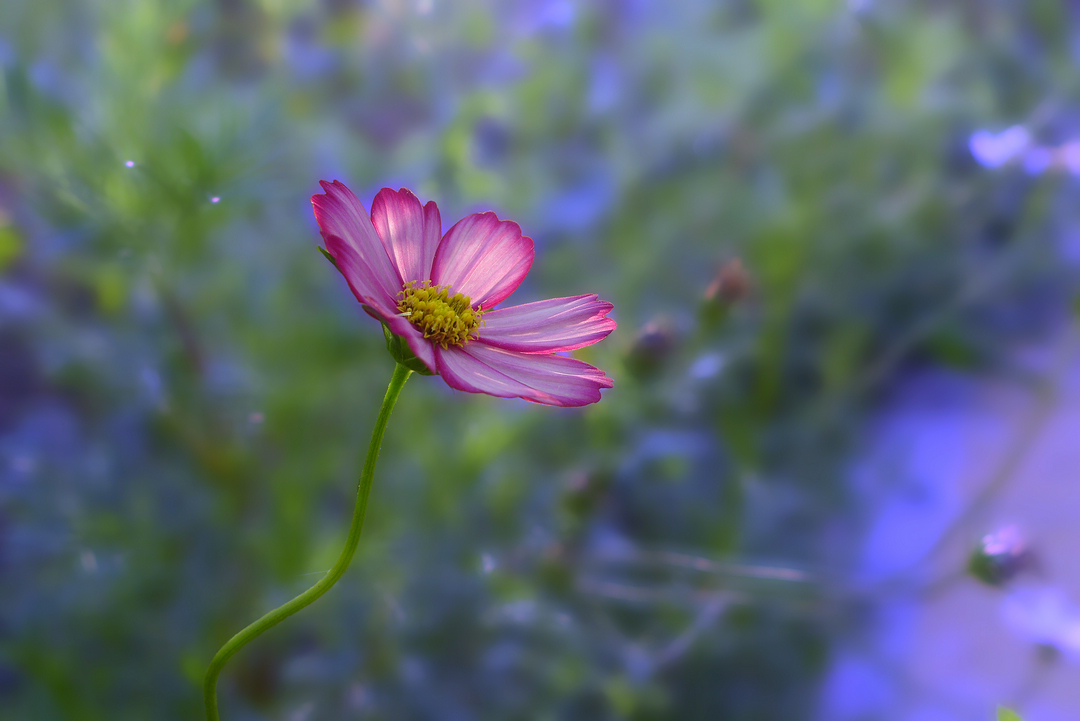 格桑花与金鸡菊