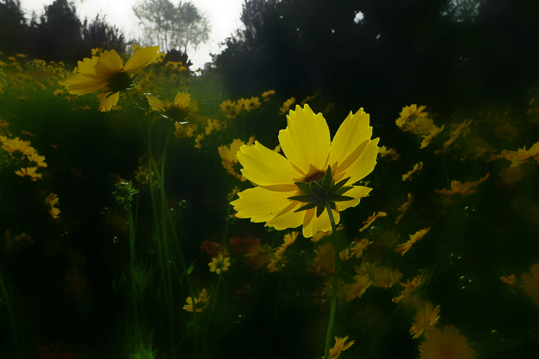 格桑花与金鸡菊