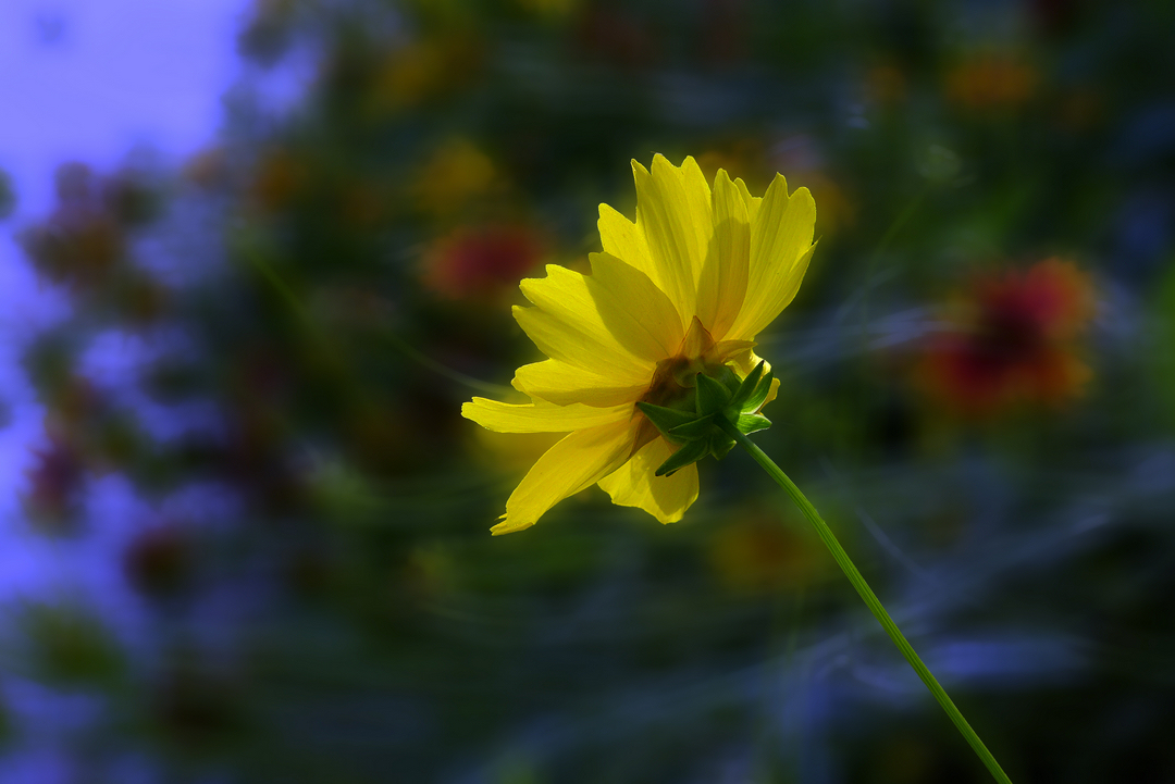 格桑花与金鸡菊