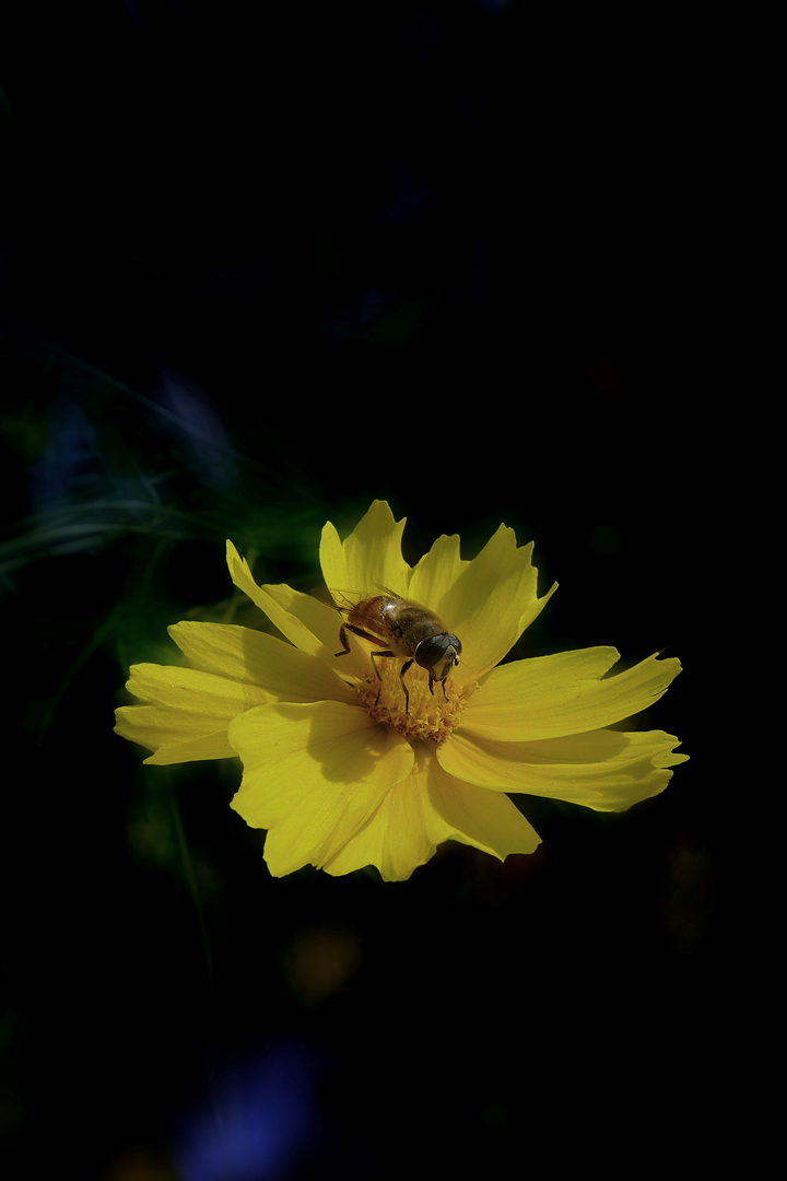 格桑花与金鸡菊