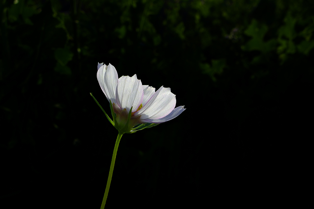 格桑花与金鸡菊