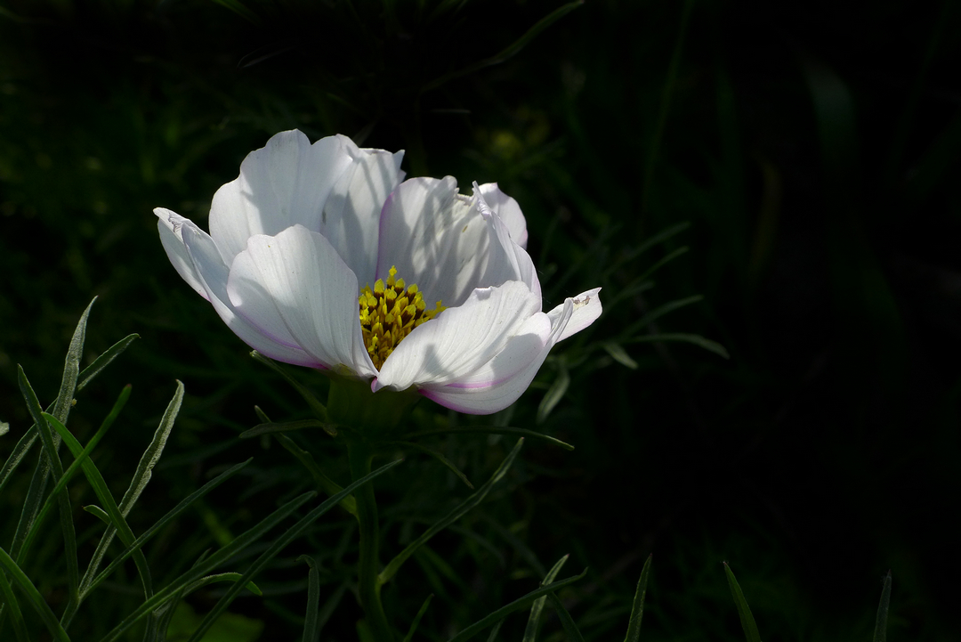 格桑花与金鸡菊
