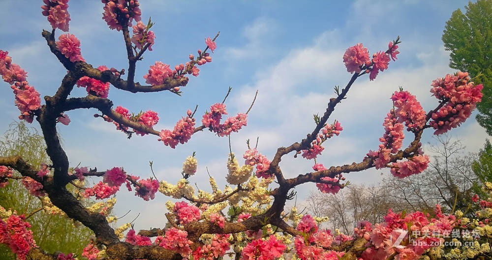 碧   桃   花