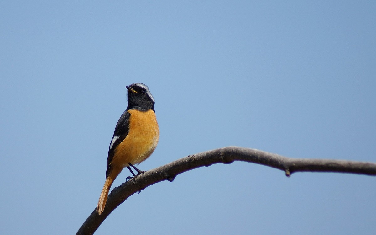 小鸟与我捉迷藏