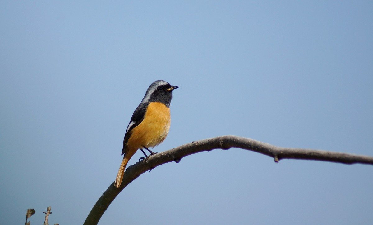 小鸟与我捉迷藏