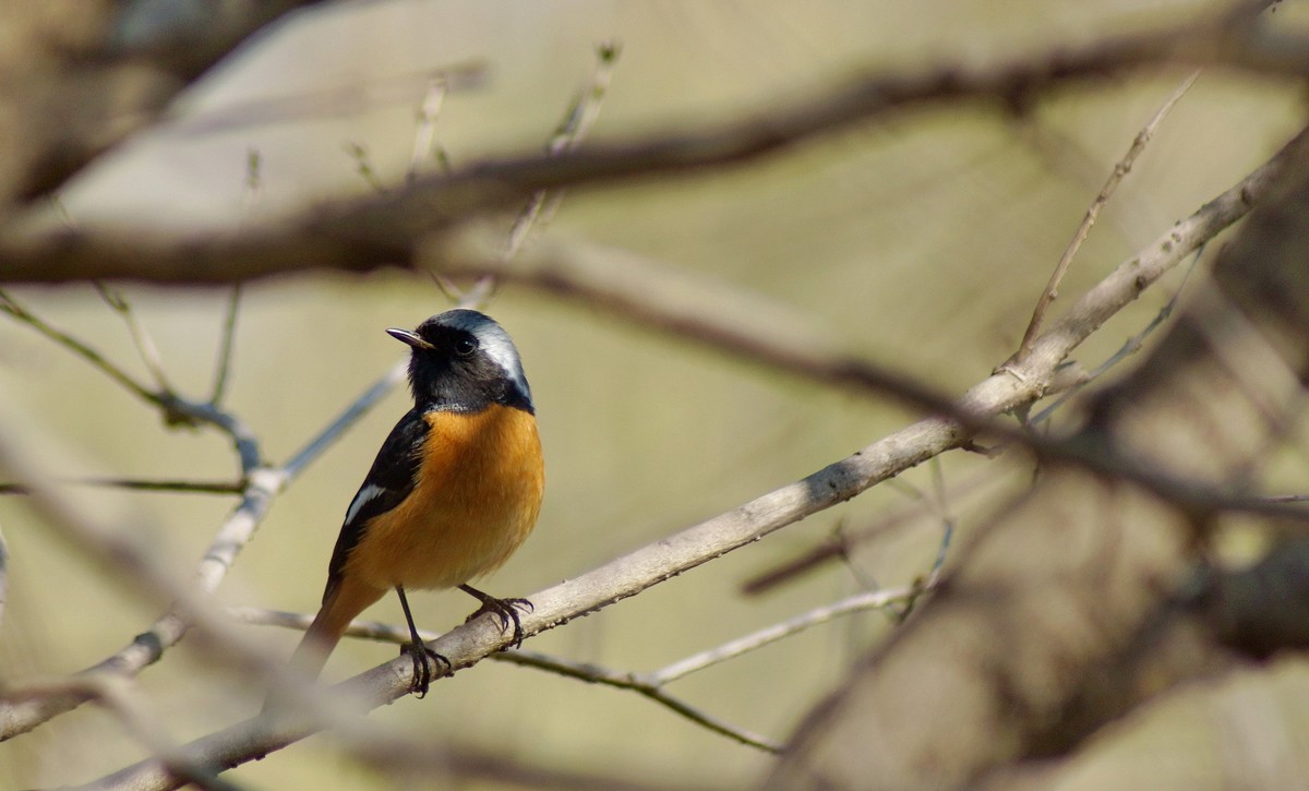 小鸟与我捉迷藏