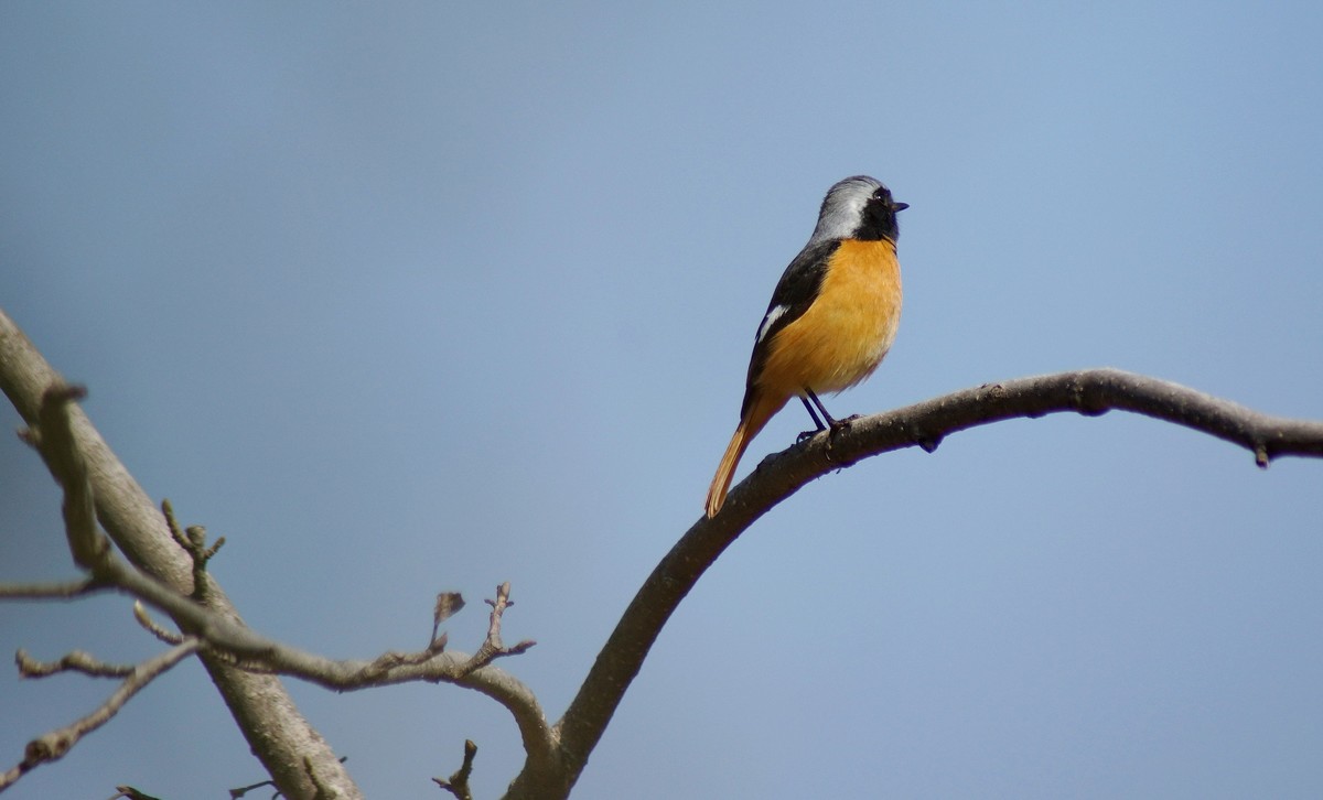 小鸟与我捉迷藏