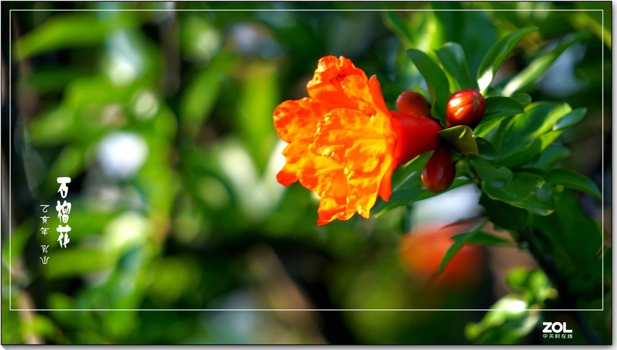 石榴花  乳山  （2020）