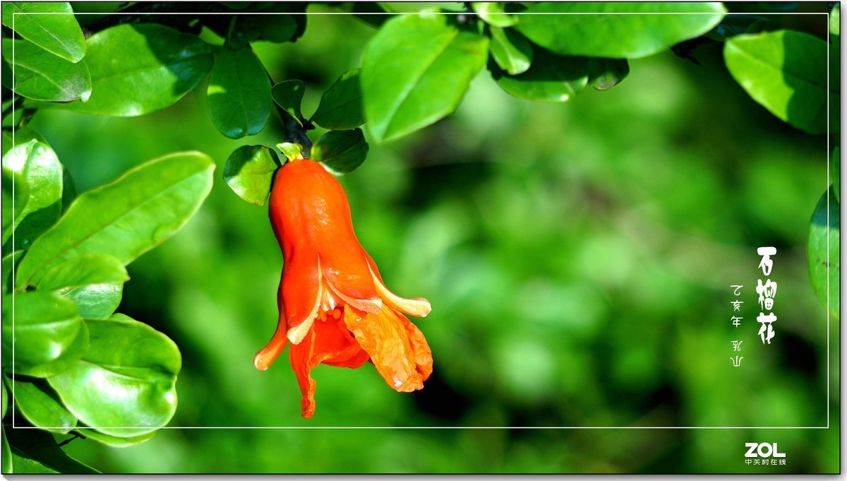 石榴花  乳山  （2020）