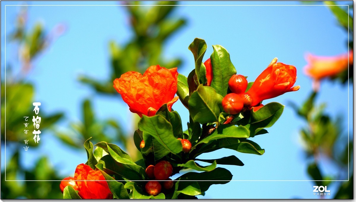 石榴花  乳山  （2020）