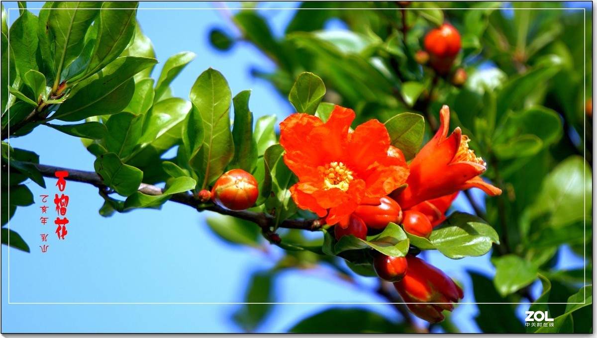 石榴花  乳山  （2020）