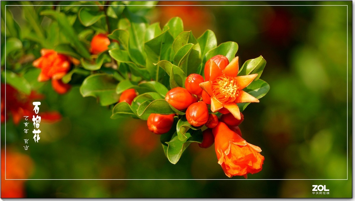 石榴花  乳山  （2020）