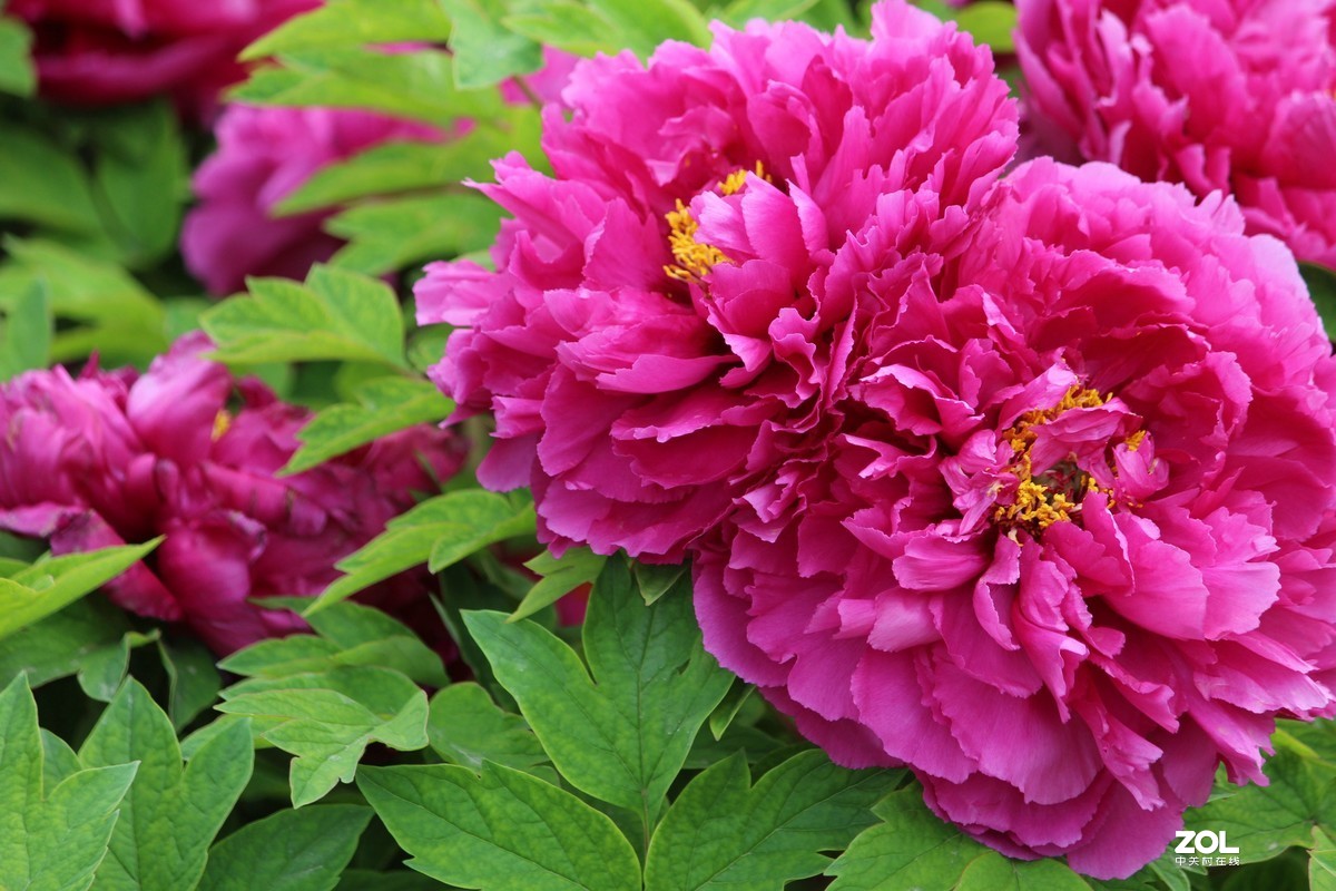 2020年洛阳牡丹节摄影作品~6