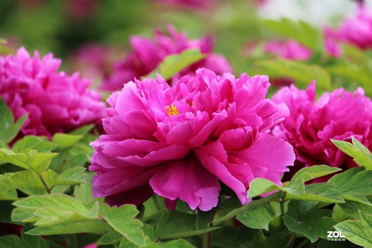 2020年洛阳牡丹节摄影作品~6