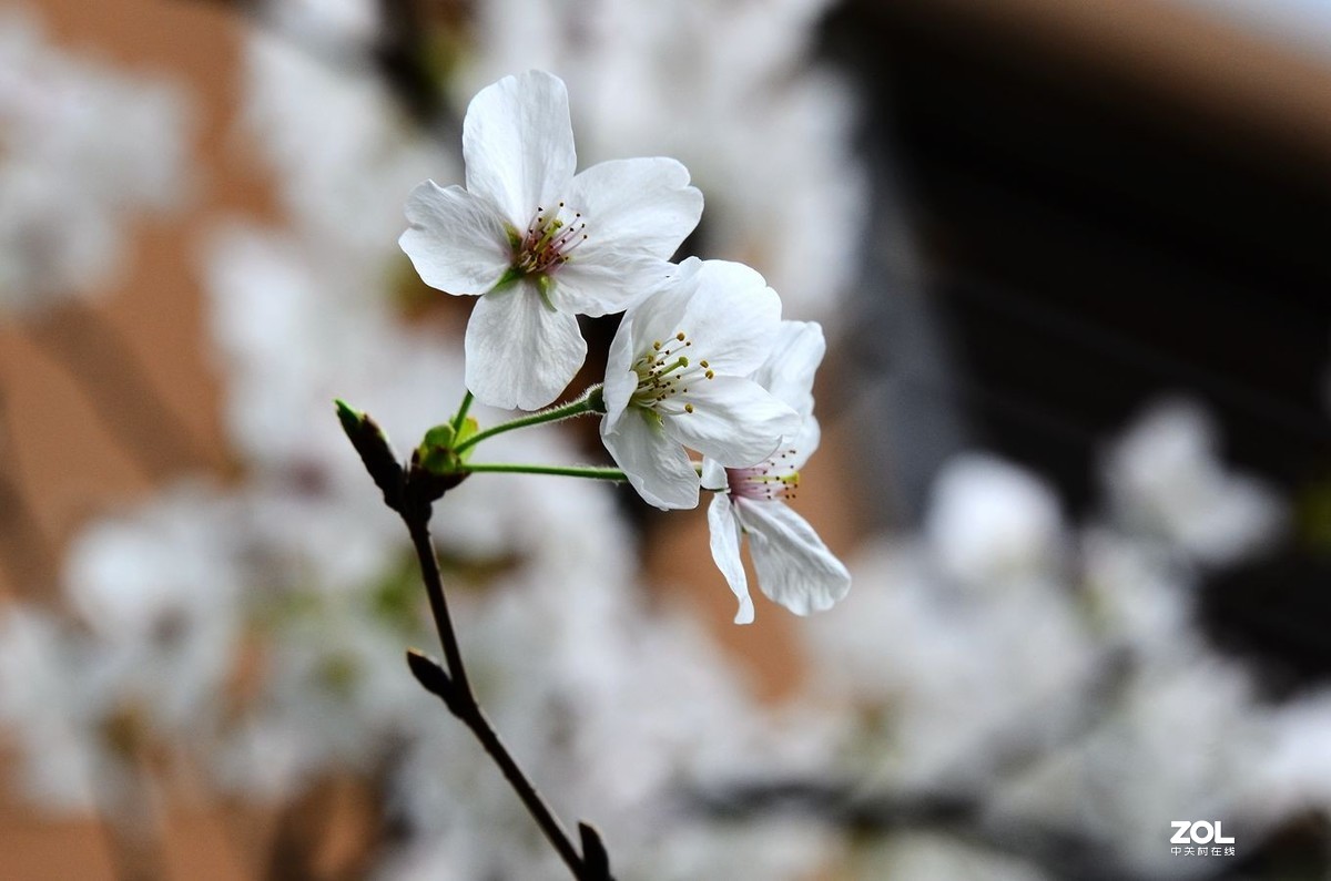 花卉系列【1770】