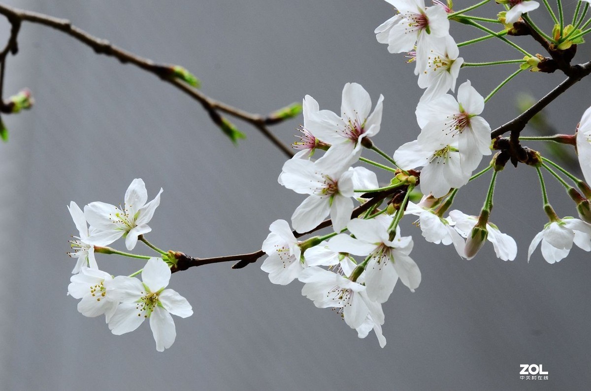 花卉系列【1770】