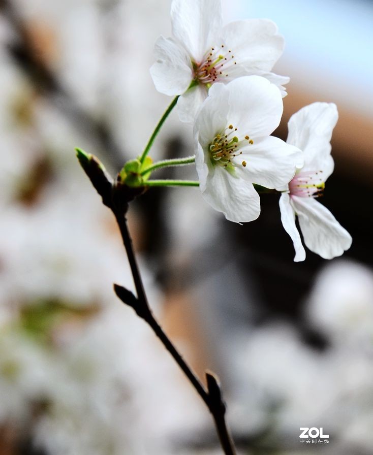 花卉系列【1770】