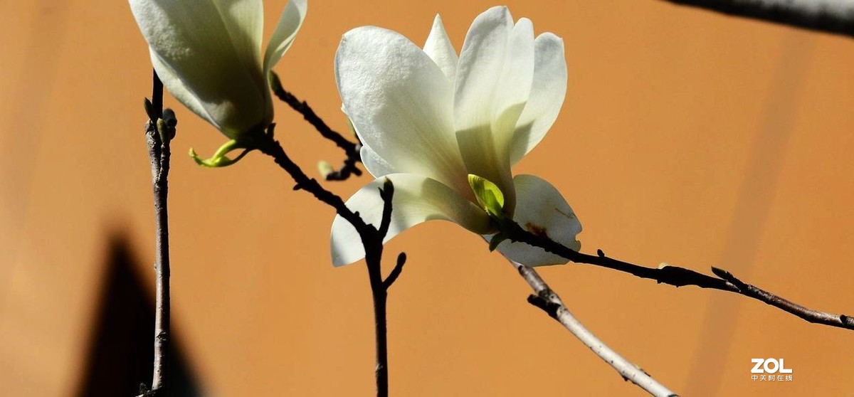 花卉系列【1770】