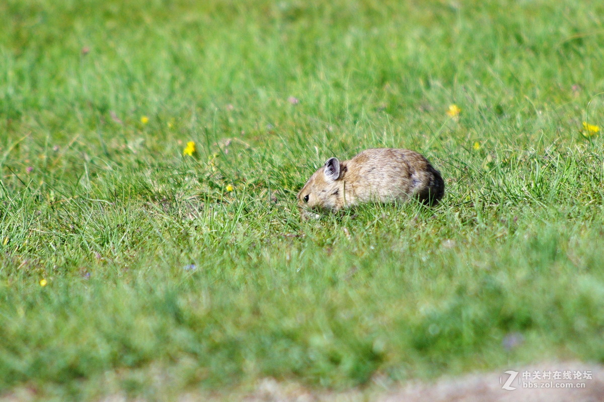 草原鼠