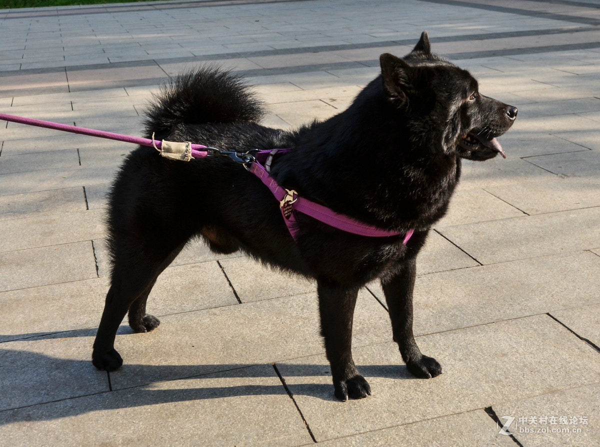 82岁老奶奶和她的黑色秋田犬