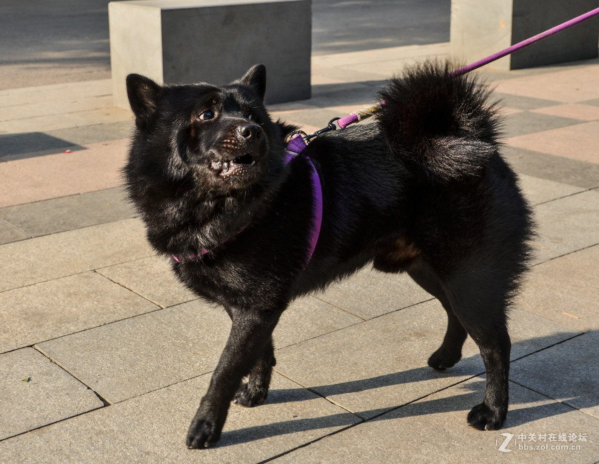 82岁老奶奶和她的黑色秋田犬