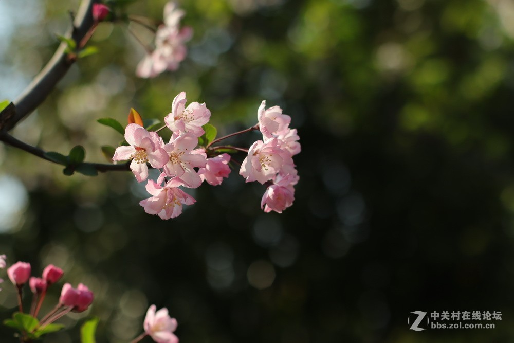 佳能M50和EF50  1.4的体验